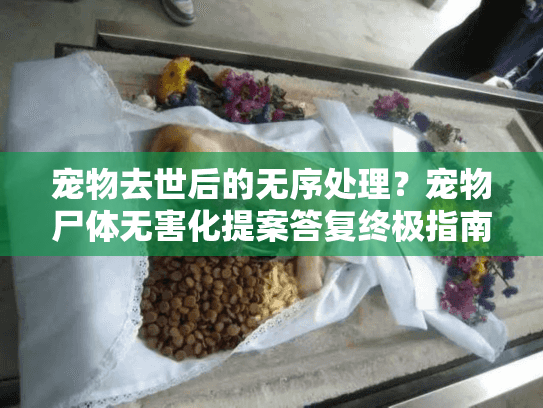 宠物去世后的无序处理？宠物尸体无害化提案答复终极指南