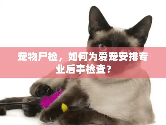 宠物尸检，如何为爱宠安排专业后事检查？