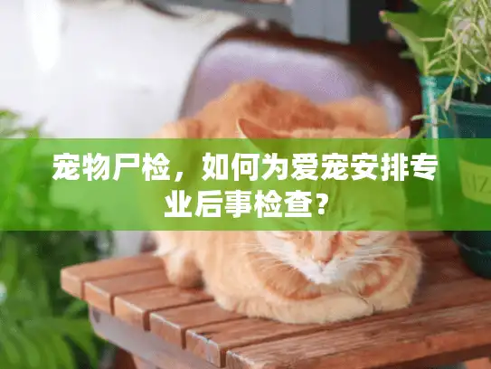宠物尸检，如何为爱宠安排专业后事检查？