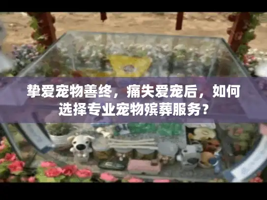 挚爱宠物善终,痛失爱宠后,如何选择专业宠物殡葬服务? 挚爱宠物善终,痛失爱宠后,如何选择专业宠物殡葬服务?