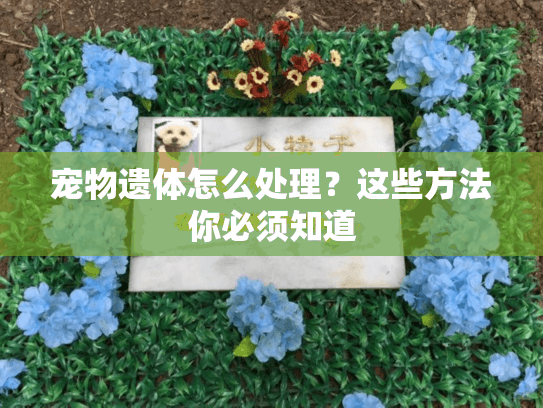 宠物遗体怎么处理？这些方法你必须知道