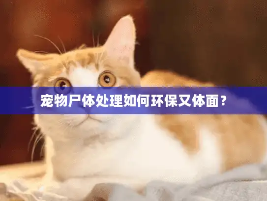 宠物尸体处理如何环保又体面？