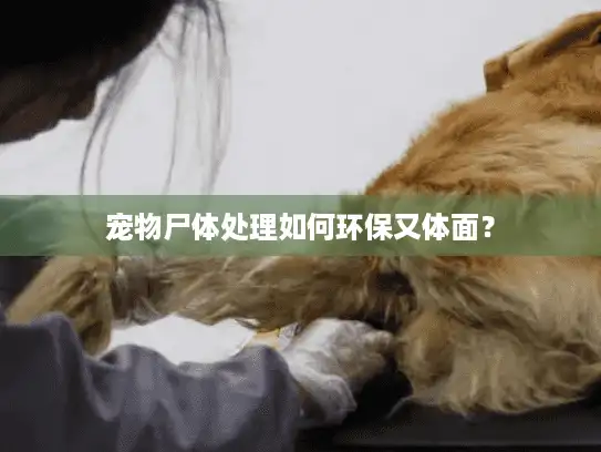 宠物尸体处理如何环保又体面？