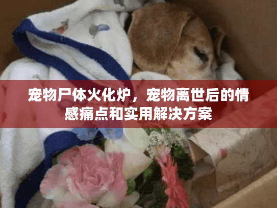 宠物尸体火化炉，宠物离世后的情感痛点和实用解决方案