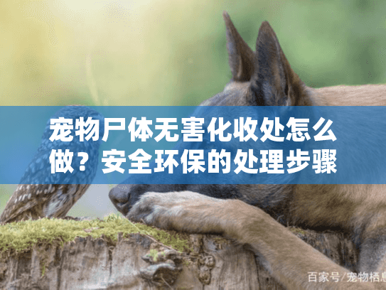 宠物尸体无害化收处怎么做？安全环保的处理步骤和费用详解