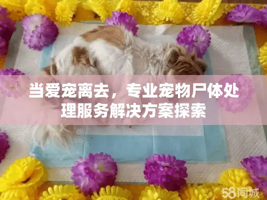 当爱宠离去,专业宠物尸体处理服务解决方案探索 当爱宠离去,专业宠物尸体处理服务解决方案探索