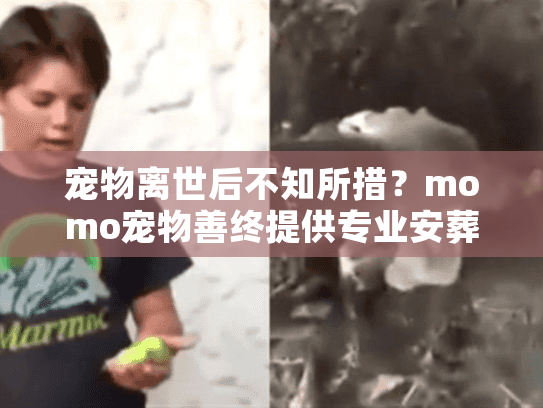 宠物离世后不知所措？momo宠物善终提供专业安葬服务