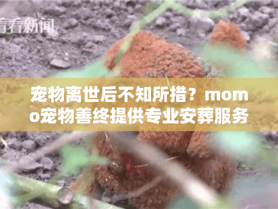 宠物离世后不知所措？momo宠物善终提供专业安葬服务