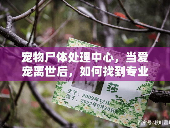 宠物尸体处理中心，当爱宠离世后，如何找到专业的殡葬服务？
