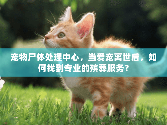 宠物尸体处理中心，当爱宠离世后，如何找到专业的殡葬服务？