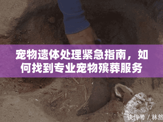宠物遗体处理紧急指南，如何找到专业宠物殡葬服务