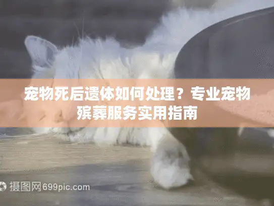 宠物死后遗体如何处理?专业宠物殡葬服务实用指南 宠物死后遗体如何处理?专业宠物殡葬服务实用指南