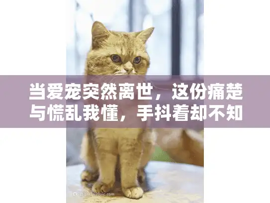 当爱宠突然离世，这份痛楚与慌乱我懂，手抖着却不知下一步怎么办？