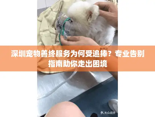 深圳宠物善终服务为何受追捧？专业告别指南助你走出困境