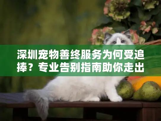 深圳宠物善终服务为何受追捧？专业告别指南助你走出困境