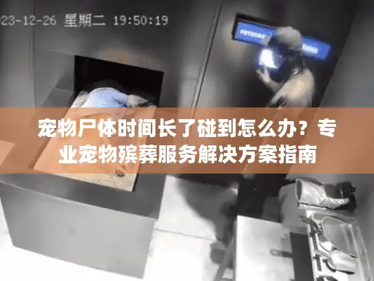 宠物尸体时间长了碰到怎么办？专业宠物殡葬服务解决方案指南