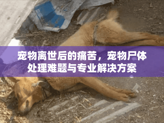 宠物离世后的痛苦，宠物尸体处理难题与专业解决方案