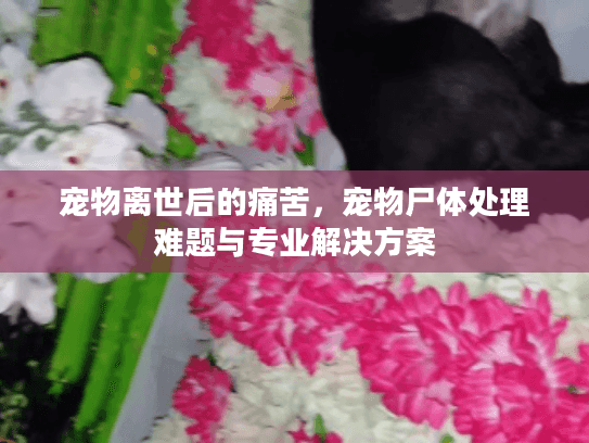 宠物离世后的痛苦，宠物尸体处理难题与专业解决方案