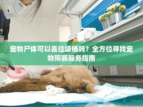 宠物尸体可以丢垃圾桶吗？全方位寻找宠物殡葬服务指南