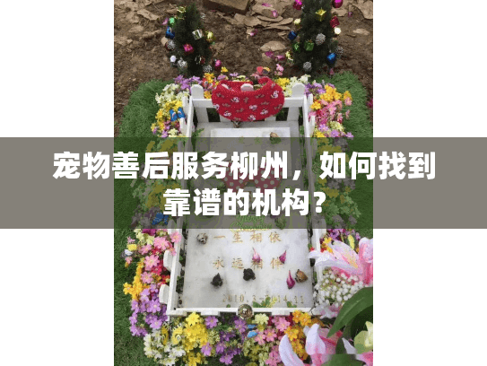 宠物善后服务柳州，如何找到靠谱的机构？
