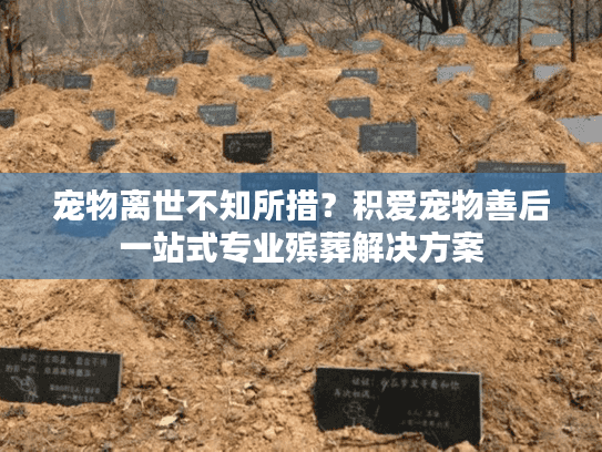 宠物离世不知所措?积爱宠物善后一站式专业殡葬解决方案 宠物离世不知所措?积爱宠物善后一站式专业殡葬解决方案