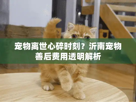 宠物离世心碎时刻？沂南宠物善后费用透明解析