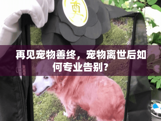 再见宠物善终，宠物离世后如何专业告别？