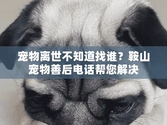宠物离世不知道找谁？鞍山宠物善后电话帮您解决