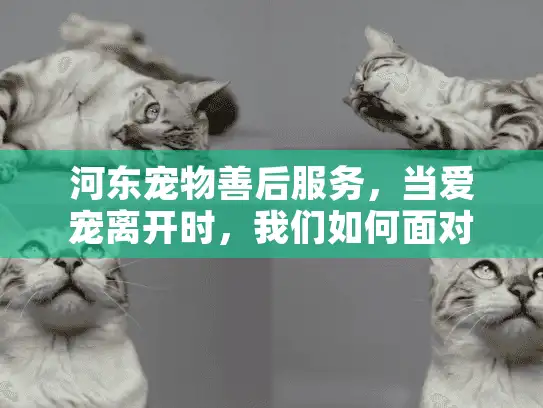 河东宠物善后服务,当爱宠离开时,我们如何面对? 河东宠物善后服务,当爱宠离开时,我们如何面对?