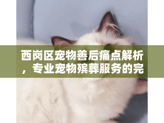 西岗区宠物善后痛点解析，专业宠物殡葬服务的完整步骤