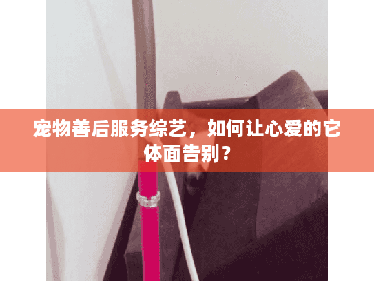 宠物善后服务综艺,如何让心爱的它体面告别? 宠物善后服务综艺,如何让心爱的它体面告别?