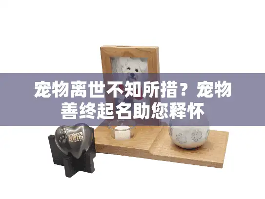 宠物离世不知所措？宠物善终起名助您释怀
