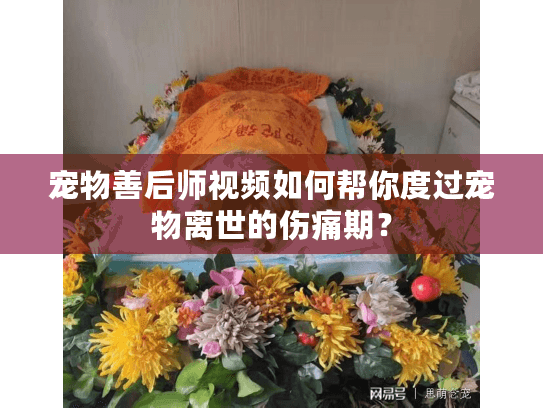 宠物善后师视频如何帮你度过宠物离世的伤痛期？