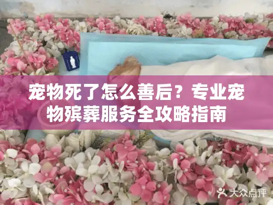 宠物死了怎么善后？专业宠物殡葬服务全攻略指南