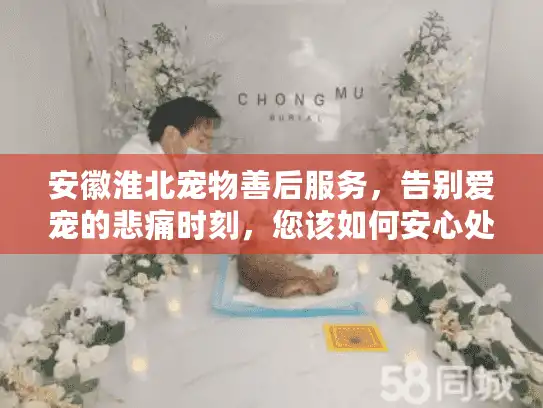 安徽淮北宠物善后服务,告别爱宠的悲痛时刻,您该如何安心处理? 安徽淮北宠物善后服务,告别爱宠的悲痛时刻,您该如何安心处理?