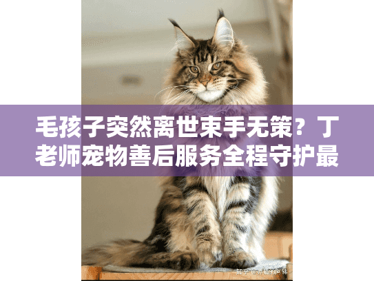 毛孩子突然离世束手无策？丁老师宠物善后服务全程守护最后告别