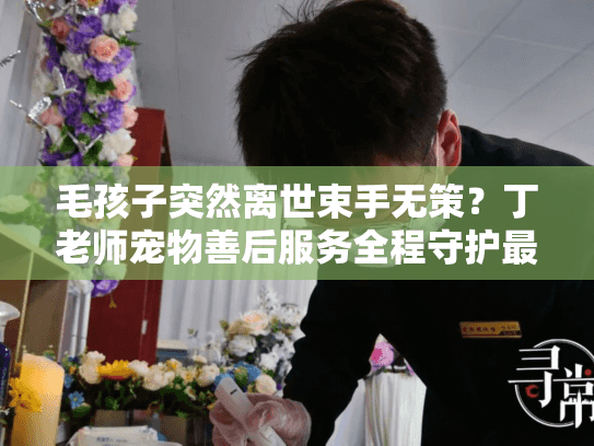 毛孩子突然离世束手无策？丁老师宠物善后服务全程守护最后告别