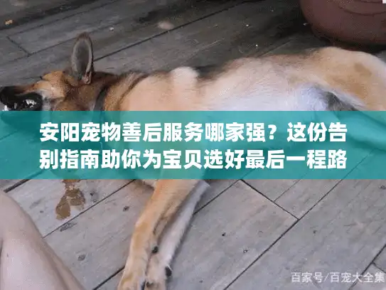 安阳宠物善后服务哪家强？这份告别指南助你为宝贝选好最后一程路