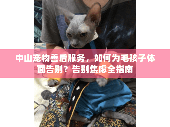 中山宠物善后服务，如何为毛孩子体面告别？告别焦虑全指南