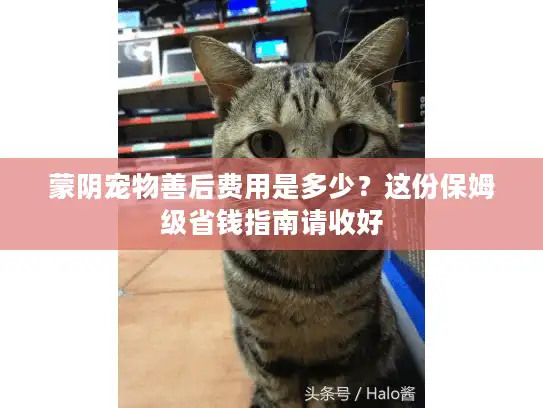 蒙阴宠物善后费用是多少?这份保姆级省钱指南请收好 蒙阴宠物善后费用是多少?这份保姆级省钱指南请收好