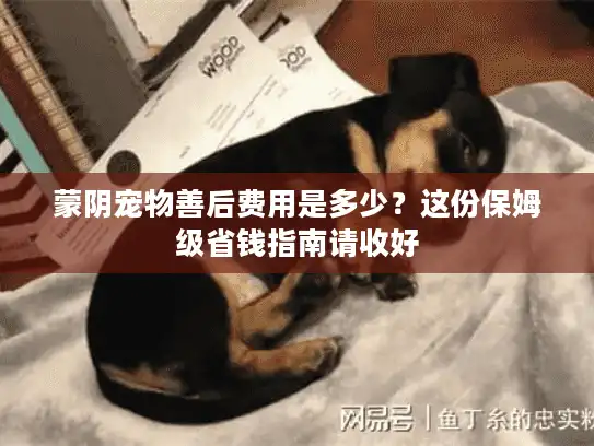 蒙阴宠物善后费用是多少?这份保姆级省钱指南请收好 蒙阴宠物善后费用是多少?这份保姆级省钱指南请收好
