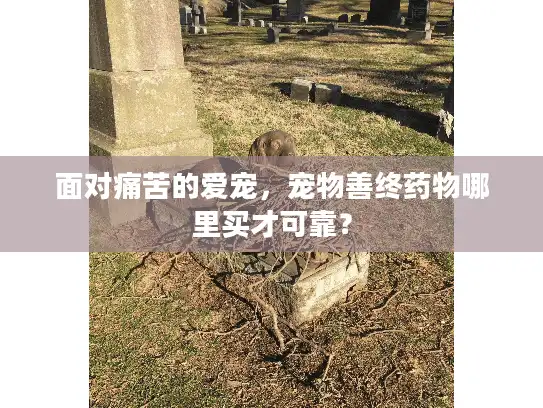 面对痛苦的爱宠，宠物善终药物哪里买才可靠？