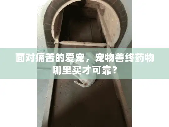 面对痛苦的爱宠，宠物善终药物哪里买才可靠？