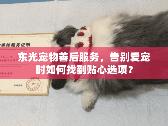 东光宠物善后服务，告别爱宠时如何找到贴心选项？