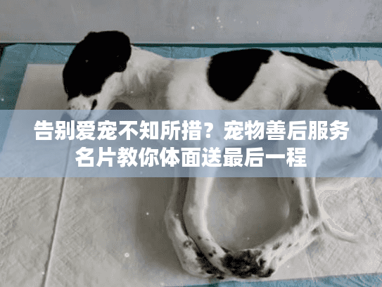 告别爱宠不知所措?宠物善后服务名片教你体面送最后一程 告别爱宠不知所措?宠物善后服务名片教你体面送最后一程