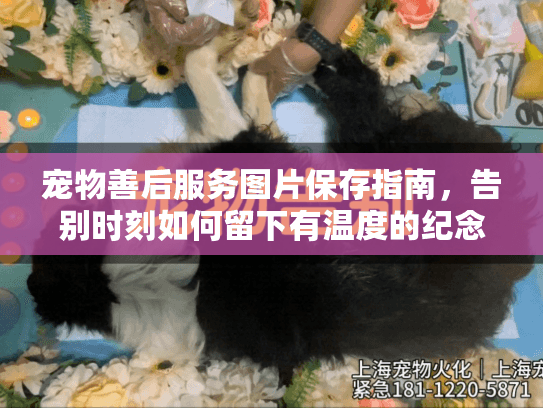 宠物善后服务图片保存指南，告别时刻如何留下有温度的纪念