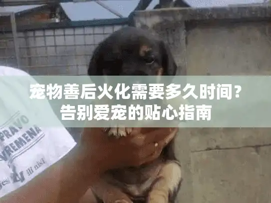 宠物善后火化需要多久时间？告别爱宠的贴心指南