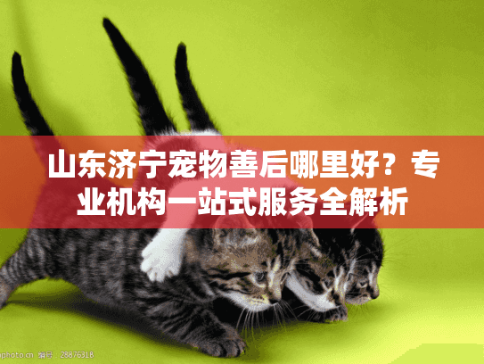 山东济宁宠物善后哪里好？专业机构一站式服务全解析