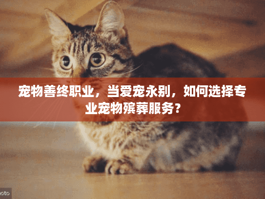 宠物善终职业，当爱宠永别，如何选择专业宠物殡葬服务？
