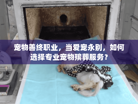 宠物善终职业，当爱宠永别，如何选择专业宠物殡葬服务？